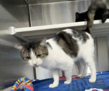 Rescue Domestic Short Hair Cats for Adoption in Fort Worth, Texas - Teo | PetCurious