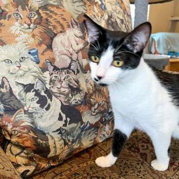 Domestic Short Hair Cats Available for Adoption in Des Moines, Iowa - Ms Pickles | PetCurious