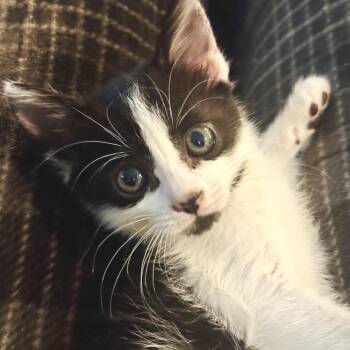 Robin* -  Domestic Short Hair Cat for Adoption in San Gabriel, California - Robin* | PetCurious