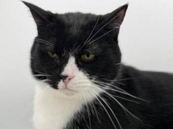 Domestic Short Hair Cats Available for Adoption in Portland, Oregon - Phil | PetCurious