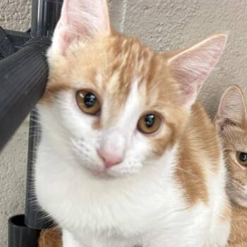 Fisher -  Domestic Short Hair Cat for Adoption in Gloucester, Virginia - Fisher | PetCurious