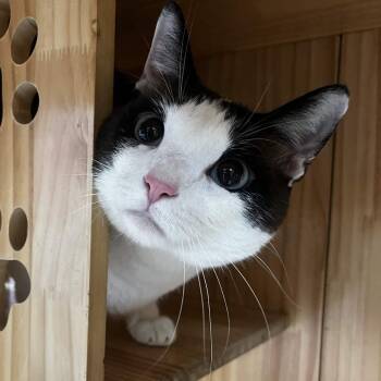 Madam -  Domestic Short Hair Cat for Adoption in Yucca Valley, California - Madam | PetCurious