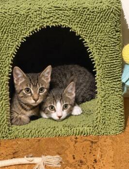 Colton & Rowan BONDED -  Domestic Short Hair Cat for Adoption in Boca Raton, Florida - Colton & Rowan BONDED | PetCurious