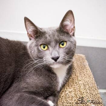 Gianni -  Domestic Short Hair Cat for Adoption in St. Cloud, Florida - Gianni | PetCurious