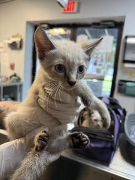 PRIDE -  Domestic Short Hair Cat for Adoption in Fort Walton Beach, Florida - PRIDE | PetCurious