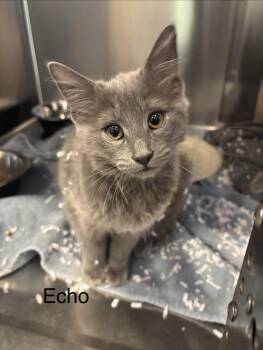 Echo -  Domestic Medium Hair Cat for Adoption in Topsham, Maine - Echo | PetCurious