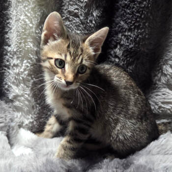 Rescue Domestic Short Hair Cats for Adoption in Houston, Texas - Otis | PetCurious