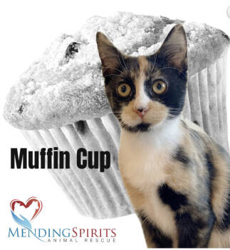 Rescue Calico and Domestic Short Hair Cats for Adoption in Skyline, Minnesota - Cupcake Kisses & Muffin Cup | PetCurious