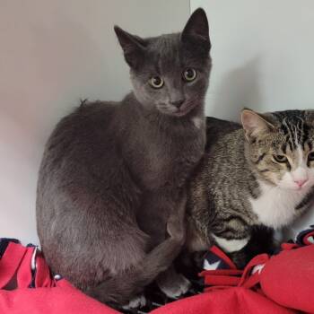 Rescue Domestic Short Hair Cats for Adoption in Bloomington, Illinois - Aro | PetCurious