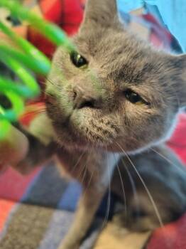 Domestic Short Hair Cats Available for Adoption in Wheaton, Illinois - Jack Tripper | PetCurious