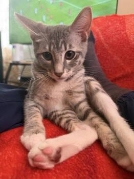 Lola 0469 -  Domestic Short Hair Cat for Adoption in Dallas, Texas - Lola 0469 | PetCurious