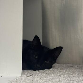 Wilbur - Bonded Buddy With Wish -  Domestic Short Hair Cat for Adoption in Des Moines, Iowa - Wilbur - Bonded Buddy With Wish | PetCurious