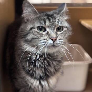 Domestic Medium Hair Cats Available for Adoption - Veronica | PetCurious