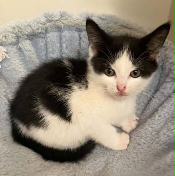 Ninja -  Domestic Short Hair Cat for Adoption in Candler, North Carolina - Ninja | PetCurious