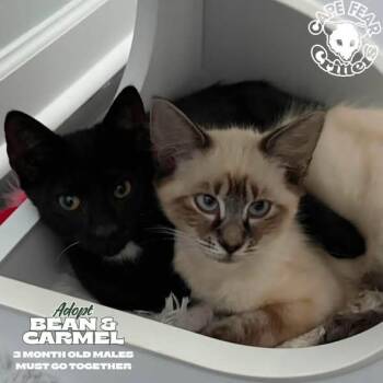 Bean & Carmel -  Siamese Cat for Adoption in Wilmington, North Carolina - Bean & Carmel | PetCurious