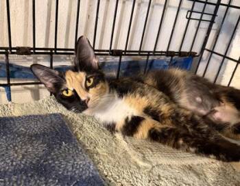 Linda -  Domestic Short Hair Cat for Adoption in Fort Worth, Texas - Linda | PetCurious