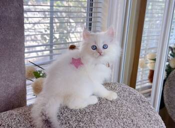 M036 -  British Longhair Cat for Sale in Los Angeles, California - M036 | PetCurious