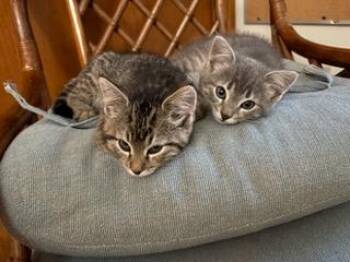 Janice (& Jessa) -  Domestic Short Hair Cat for Adoption in Minneapolis, Minnesota - Janice (& Jessa) | PetCurious