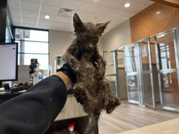 AMBER -  Domestic Medium Hair Cat for Adoption in Rowlett, Texas - AMBER | PetCurious