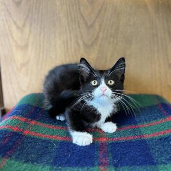 Whittle -  Domestic Short Hair Cat for Adoption in Fargo, North Dakota - Whittle | PetCurious