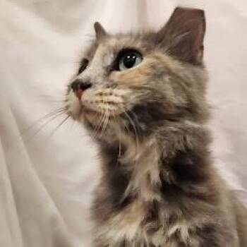 Baby Girl -  Dilute Tortoiseshell and Tortoiseshell Cat for Adoption in Sacramento, California - Baby Girl | PetCurious