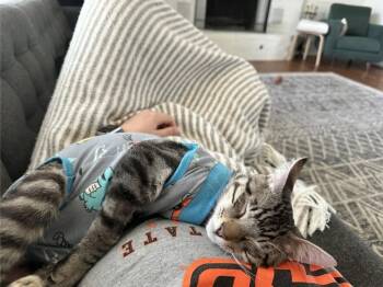 Domestic Short Hair Cats Available for Adoption in Tulsa, Oklahoma - Carlo | PetCurious