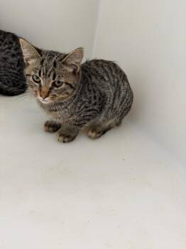 Ratty -  Domestic Short Hair Cat for Adoption in Columbia, Tennessee - Ratty | PetCurious