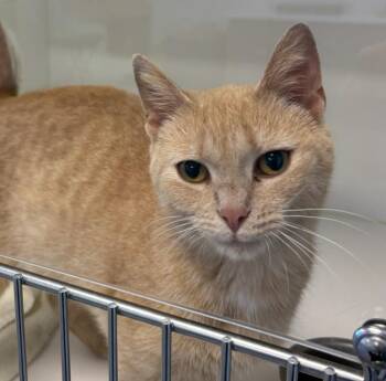 Amelia -  Domestic Short Hair Cat for Adoption in Greenfield, Indiana - Amelia | PetCurious