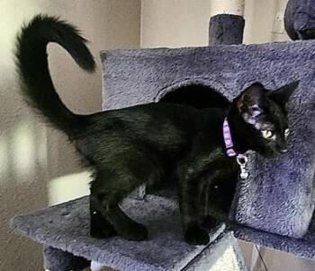 Rescue Bombay and Domestic Short Hair Cats for Adoption in Liverpool, Texas - Peter | PetCurious