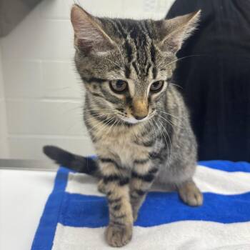 Tiggy -  Domestic Short Hair Cat for Adoption in Corpus Christi, Texas - Tiggy | PetCurious