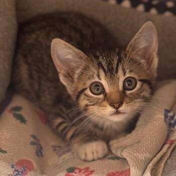 Kasee -  Domestic Short Hair Cat for Adoption - Kasee | PetCurious
