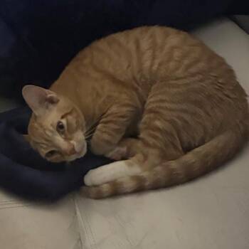 Champ Robinson -  Domestic Short Hair Cat for Adoption in Merrifield, Virginia - Champ Robinson | PetCurious