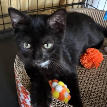 Parker N -- From Unsure to Ready to Play & Be Loved -  American Shorthair Cat for Adoption in New York, New York - Parker N -- From Unsure To Ready To Play & Be Loved | PetCurious
