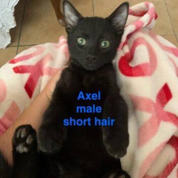 Axel -  Domestic Short Hair Cat for Adoption in Tampa, Florida - Axel | PetCurious