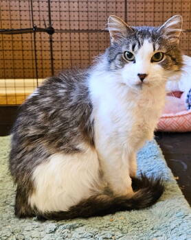 Rescue Domestic Long Hair Cats for Adoption in Rockaway, New Jersey - Fluffy | PetCurious