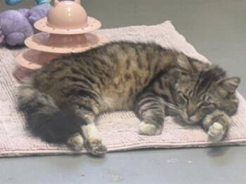 Domestic Medium Hair Cats Available for Adoption in Santa Cruz, California - MAVERICK* | PetCurious