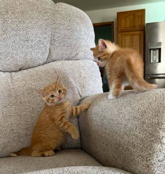 Tabby Cats Available for Adoption in Decorah, Iowa - Tango-COME MEET ME | PetCurious