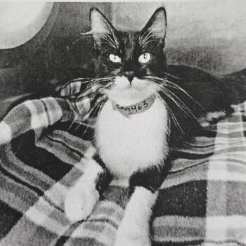 Kallie -  Domestic Medium Hair Cat for Adoption in San Jacinto, California - Kallie | PetCurious