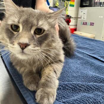 Patrick -  Domestic Long Hair Cat for Adoption in Murray, Utah - Patrick | PetCurious