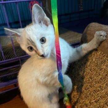 Flora -  Siamese and Domestic Short Hair Cat for Adoption in Kenosha, Wisconsin - Flora | PetCurious