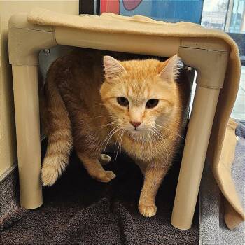 Domestic Short Hair Cats Available for Adoption - Clawdius | PetCurious