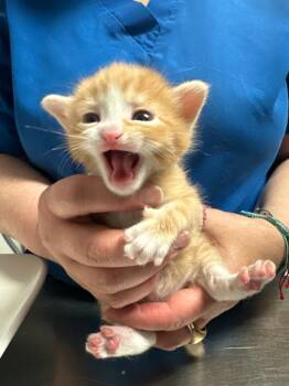 Tiger -  Domestic Short Hair Cat for Adoption in Trenton, New Jersey - Tiger | PetCurious