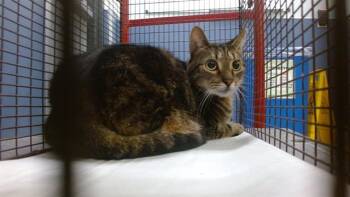 ALEXIS -  Domestic Short Hair Cat for Adoption in Doral, Florida - ALEXIS | PetCurious