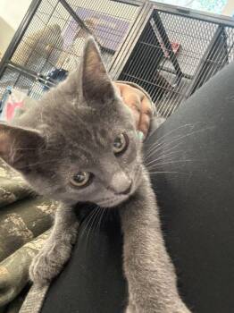 Yzma -  Domestic Short Hair Cat for Adoption in Hilton Head Island, South Carolina - Yzma | PetCurious