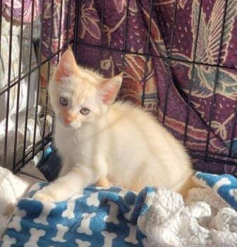 Orlando -  Domestic Medium Hair and Domestic Short Hair Cat for Adoption in Divide, Colorado - Orlando | PetCurious