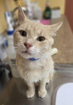 Red Bull -  Domestic Short Hair Cat for Adoption in Westland, Michigan - Red Bull | PetCurious