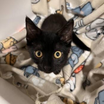 Quill -  Domestic Short Hair Cat for Adoption in Washburn, Missouri - Quill | PetCurious