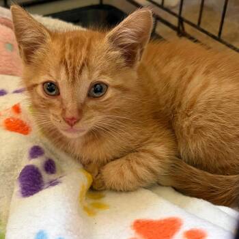 Glory -  Domestic Short Hair Cat for Adoption in Greensboro, Georgia - Glory | PetCurious