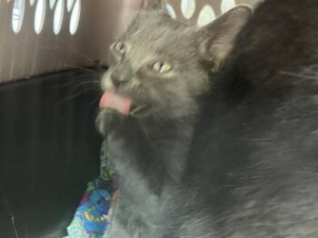 A136877 -  Domestic Short Hair Cat for Adoption in Palmetto, Florida - A136877 | PetCurious