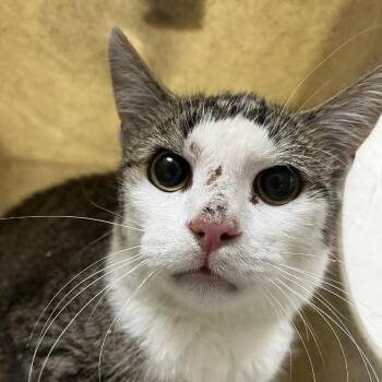 SVAS-Stray-38848 -  Domestic Short Hair Cat for Adoption in Lyndhurst, Virginia - SVAS-Stray-38848 | PetCurious